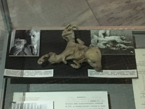 Chernobyl Museo Maiale